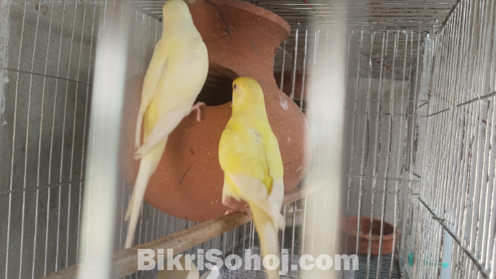 ক্রিমিনো বারজিগার